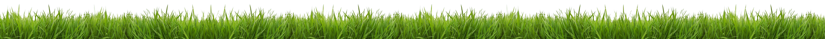 Gras