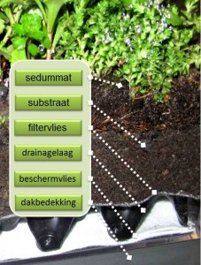 laagopbouw groene daken