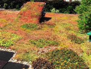 zomer sedum