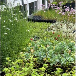 Biodivers plantpakket