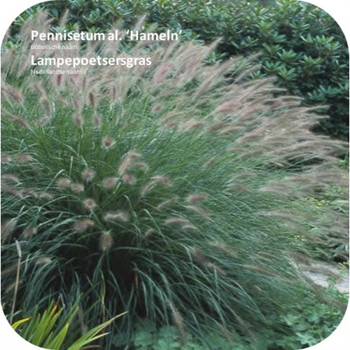 Pennisetum (Lampepoetsersgras)