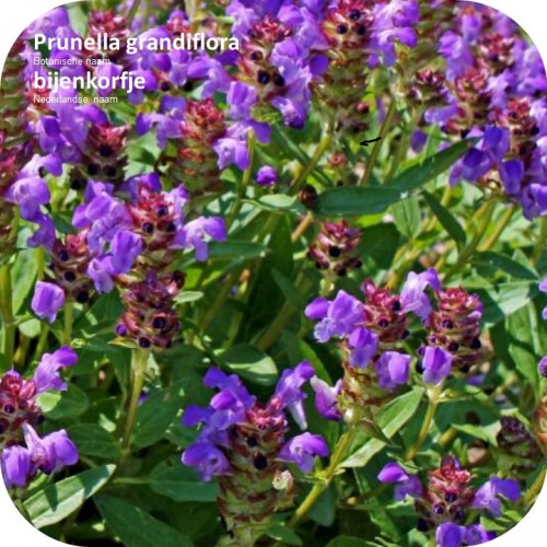 Prunella grandiflora – bijenkorfje