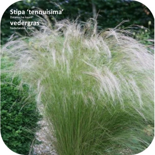 Stipa tenuissima (vedergras)