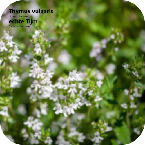 Thymus