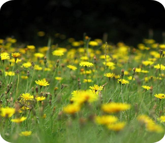 Bentveldermix zaden