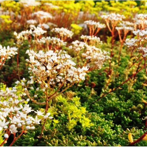 Beplanting