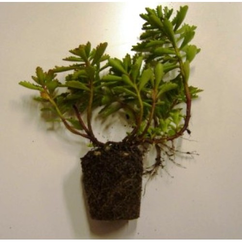 Sedumplantjes (diverse)