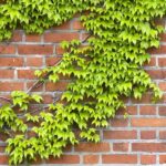 Productcategorie Klimgroen