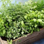 Productcategorie Kruiden